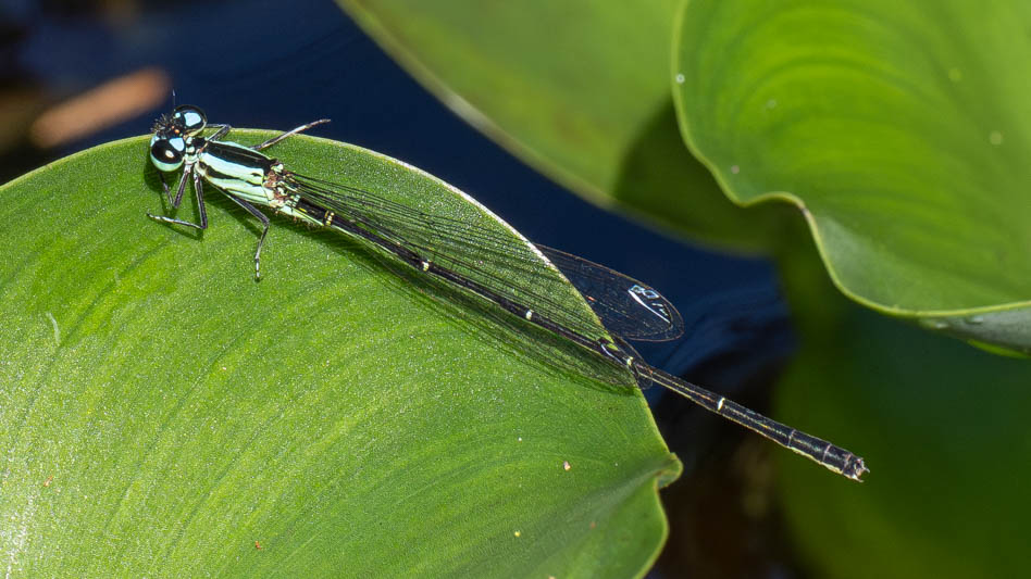 Anisagrion allopterum (Middle American Pearlwing) male-3.jpg
